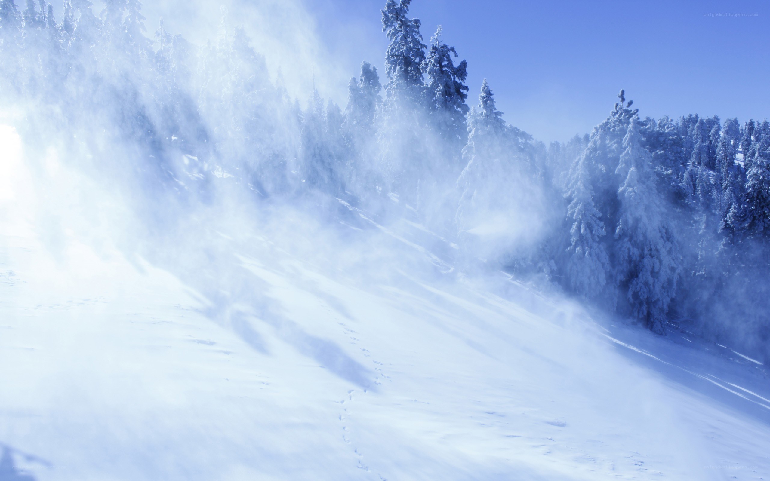 Snowy forest with wind