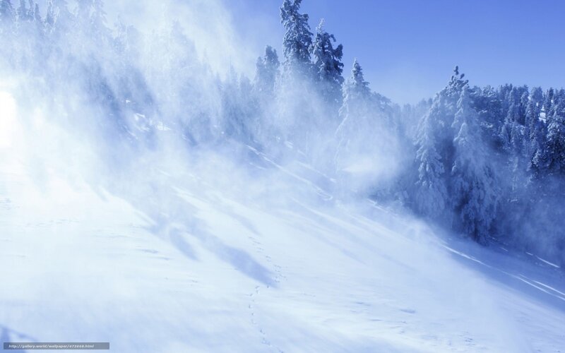 Snowy forest with wind