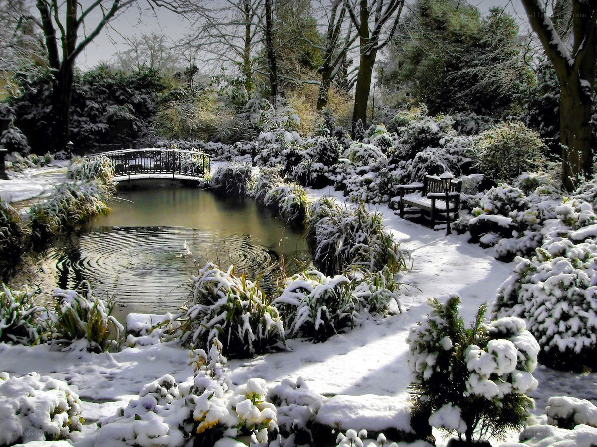 Snowy garden pond scene