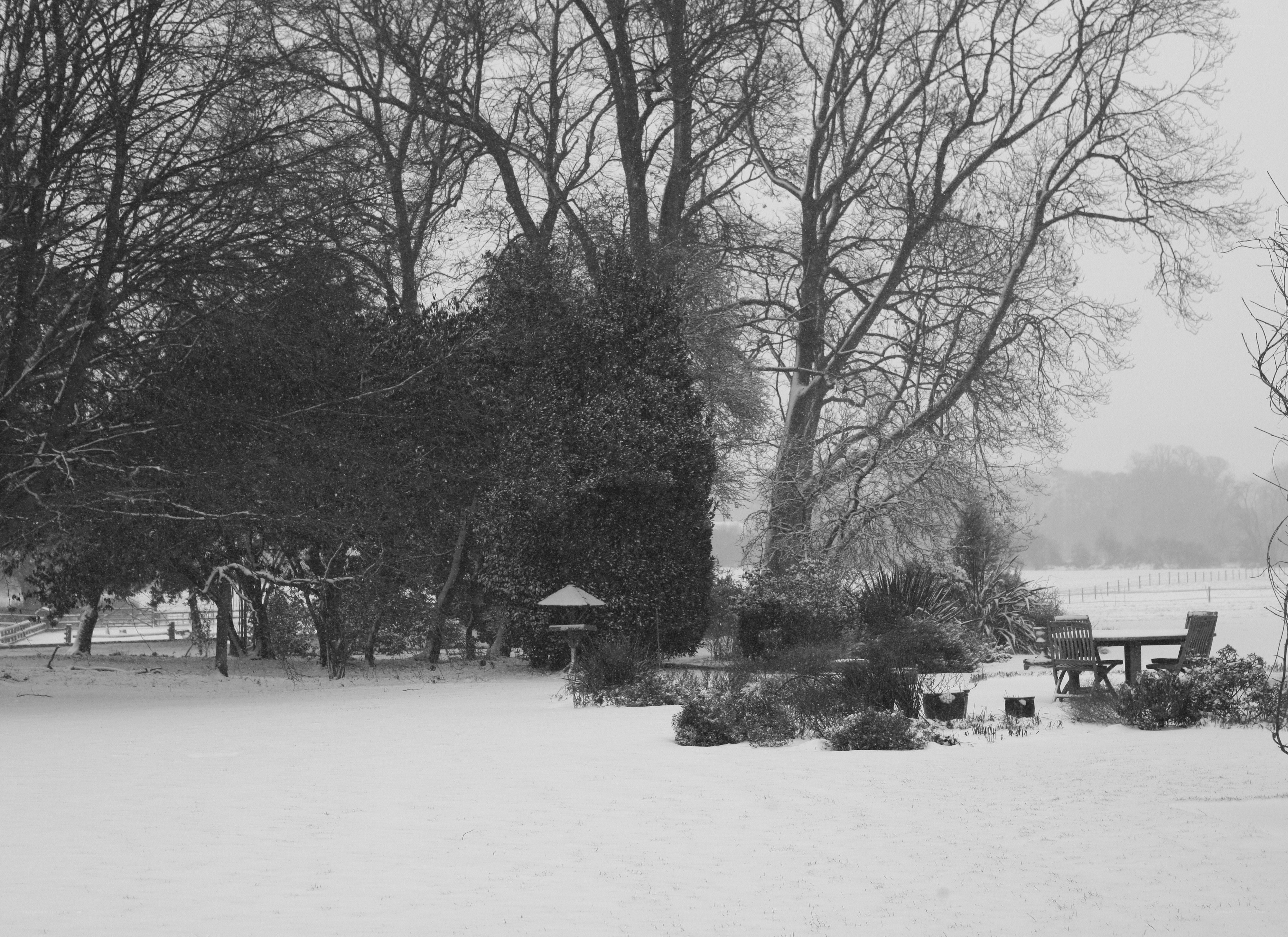 Snowy garden scene