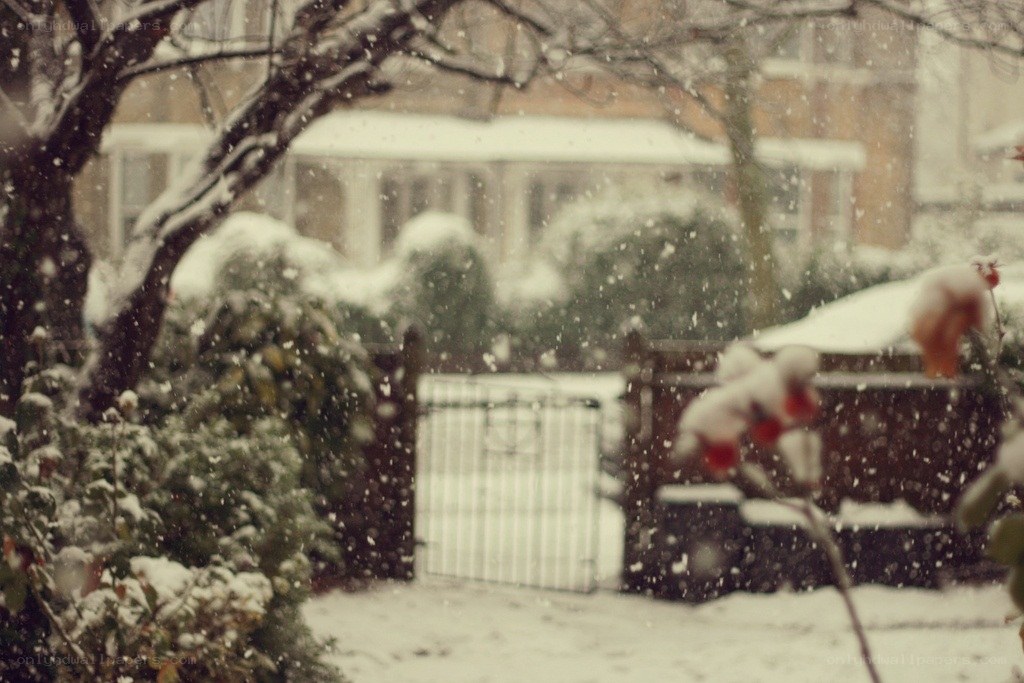 Snowy garden scene