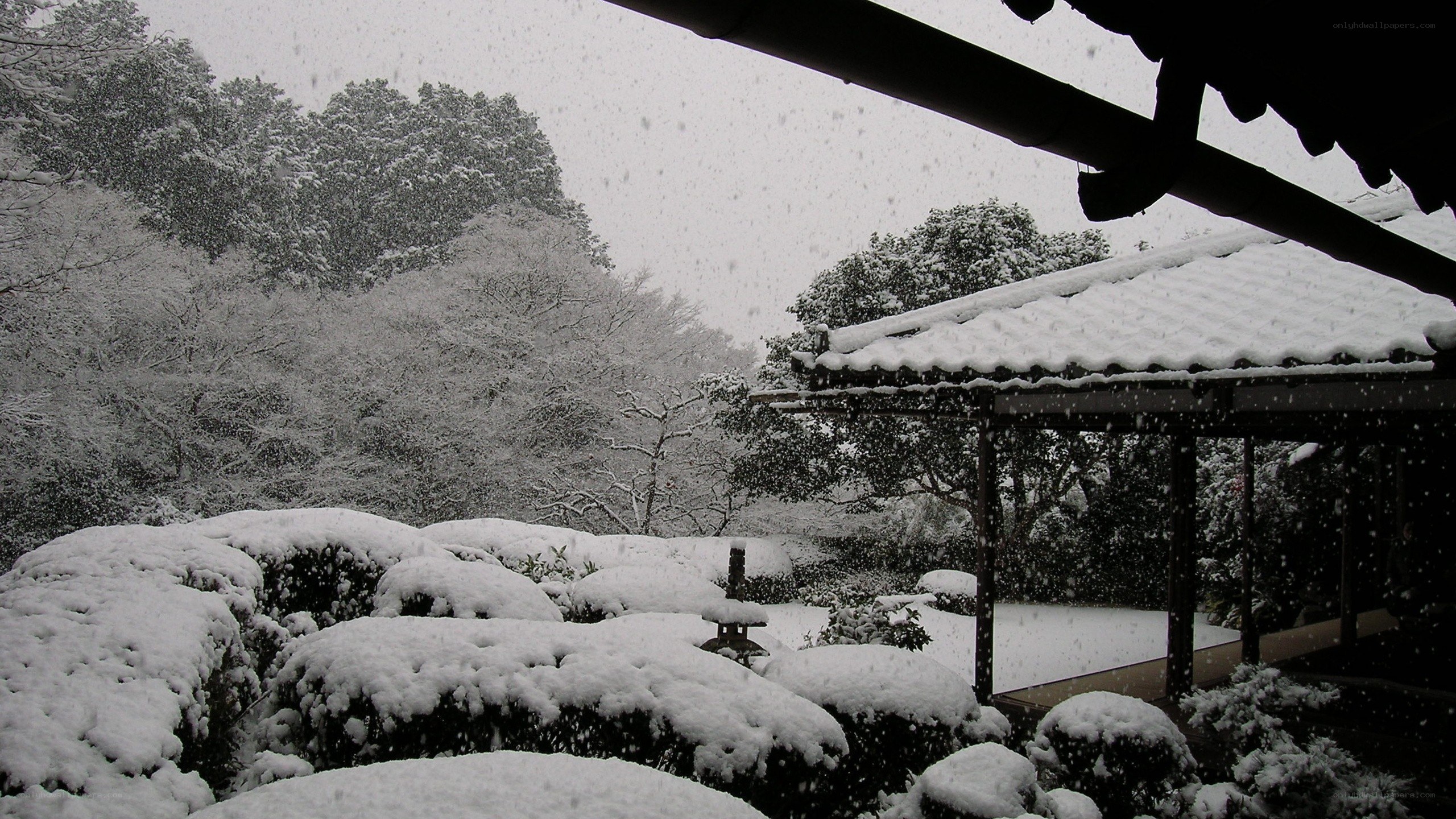 Snowy garden scene