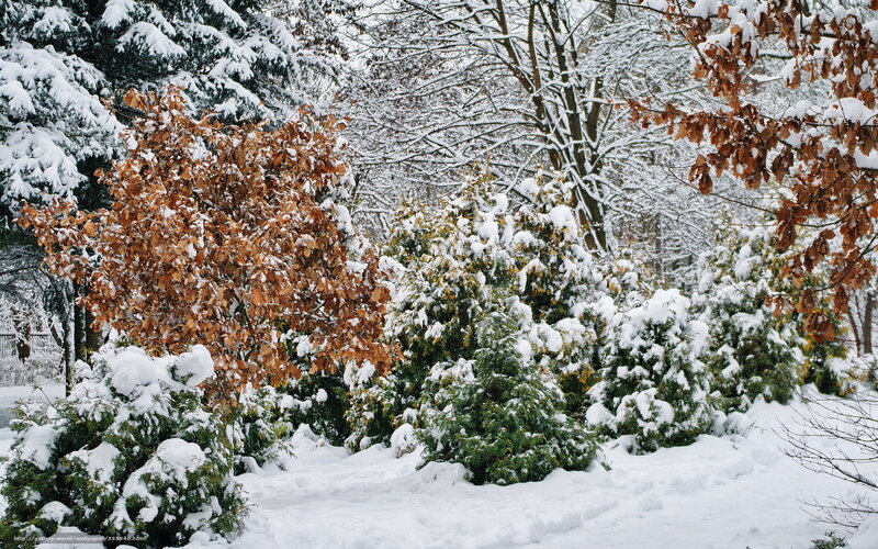 Snowy garden with autumn leaves