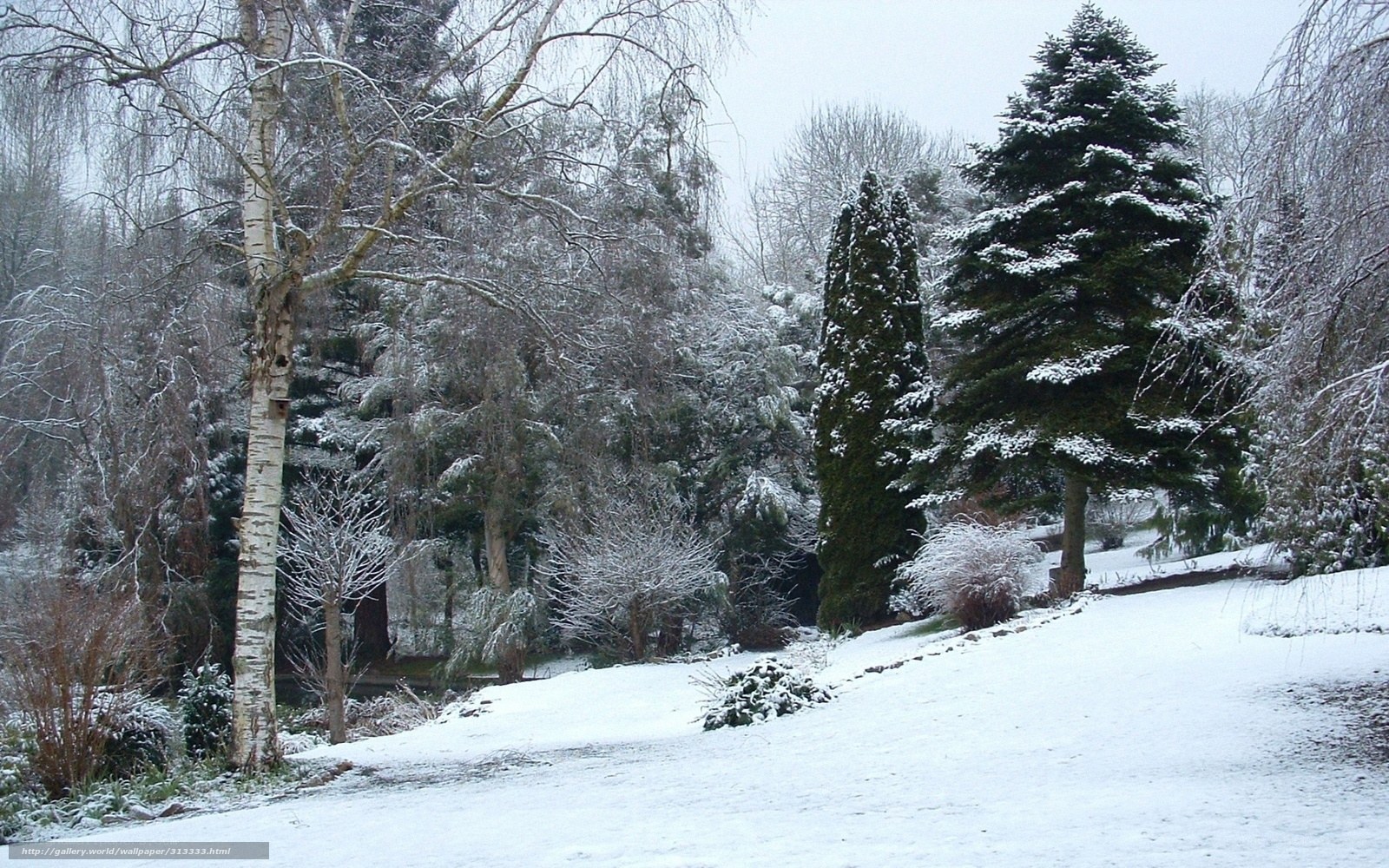 Snowy garden with evergreen trees