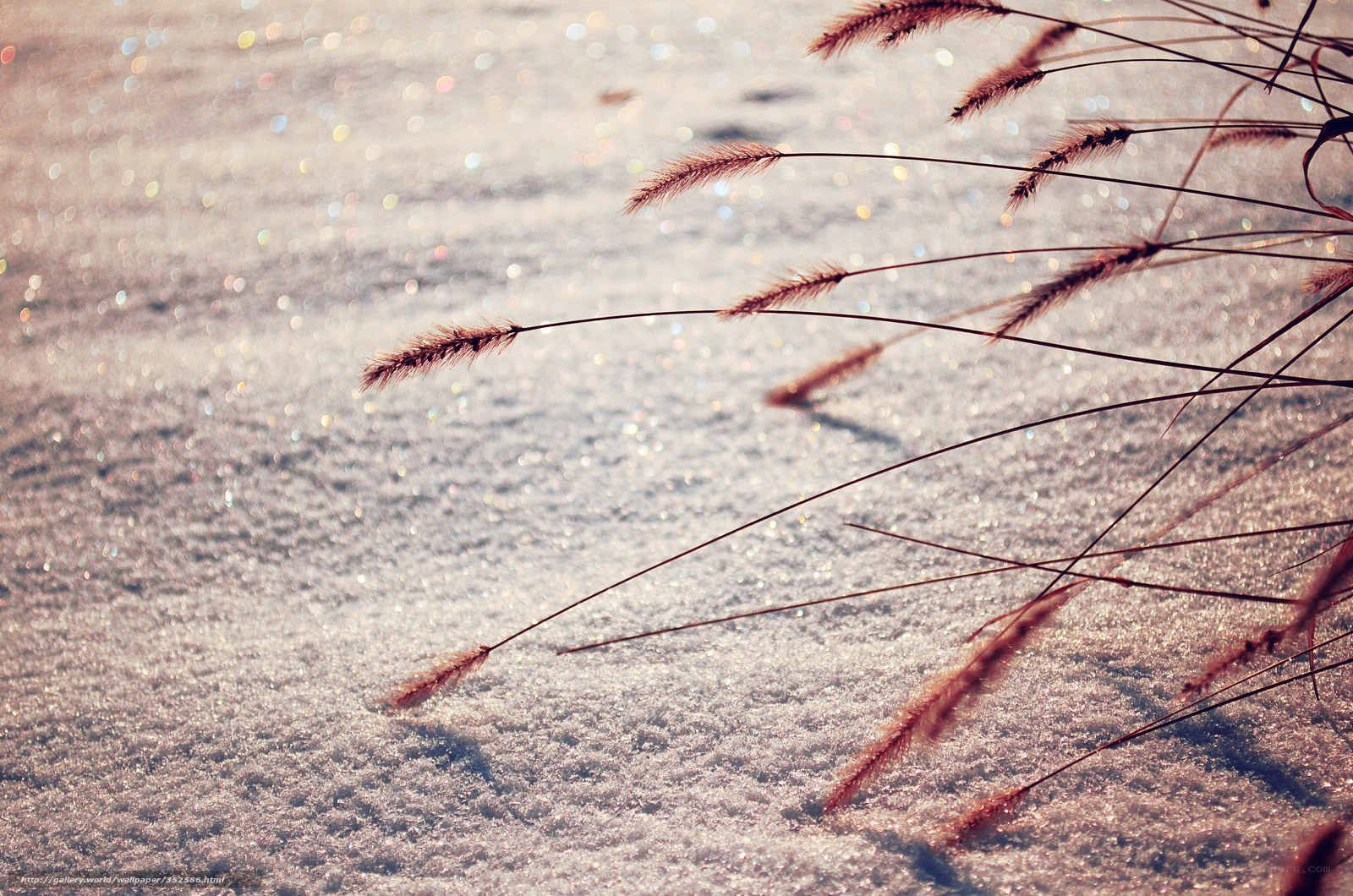 Snowy grass in sunlight