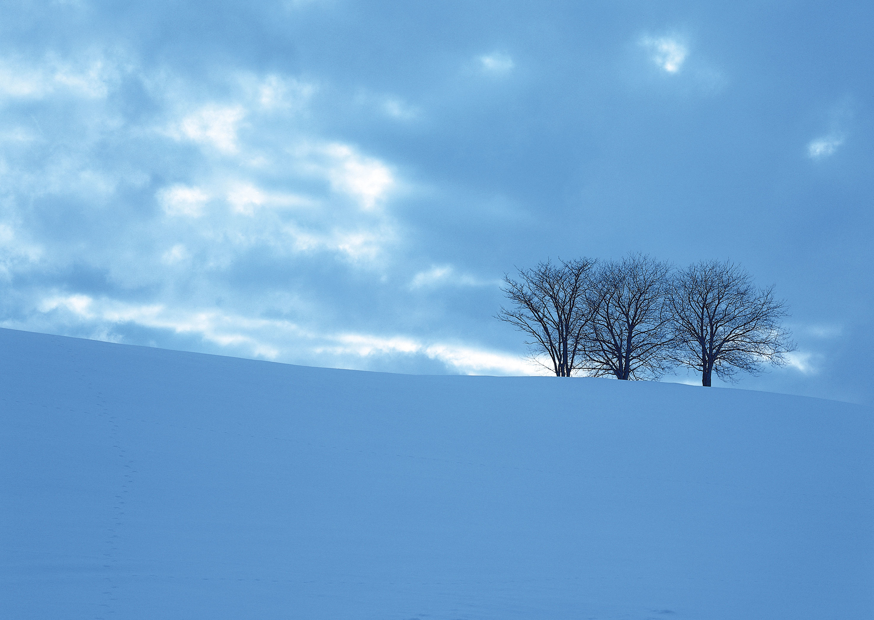 Snowy hill with bare trees