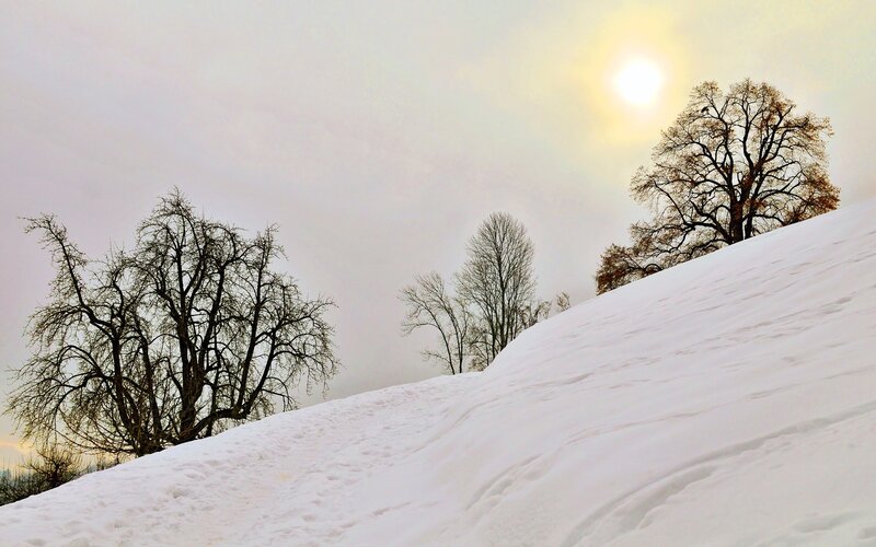 Snowy hill with bare trees