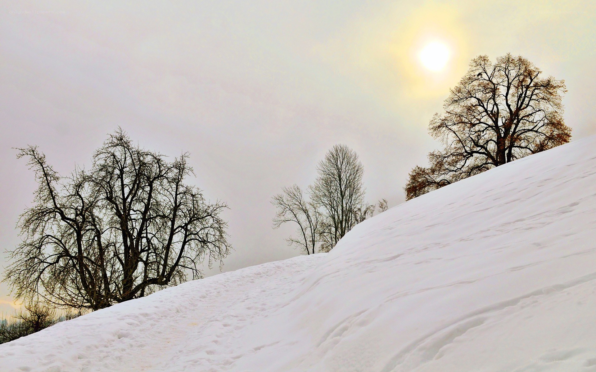 Snowy hill with bare trees