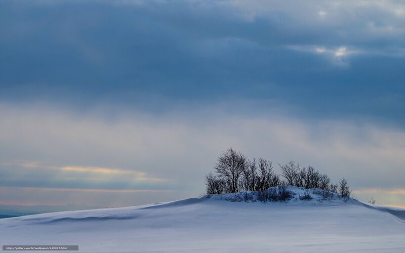 Snowy hill with bare trees
