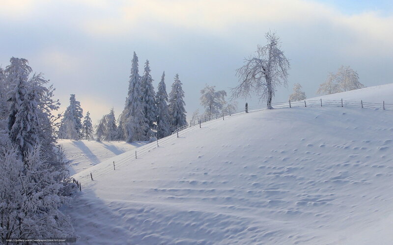Snowy Hill with Frosted Trees