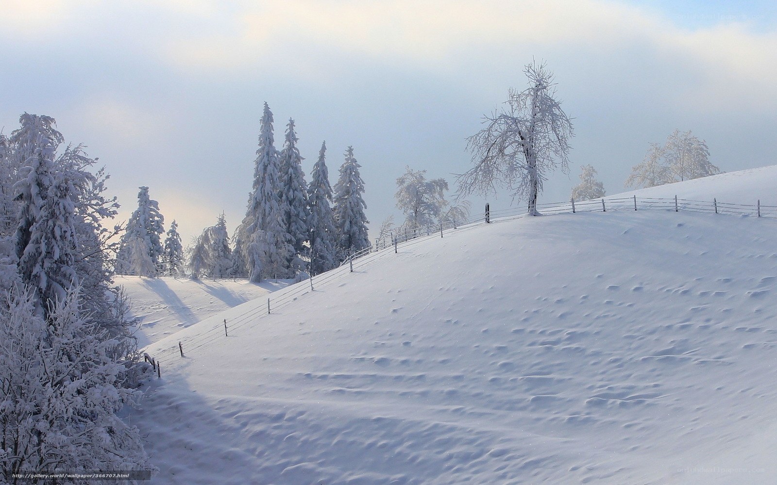 Snowy Hill with Frosted Trees