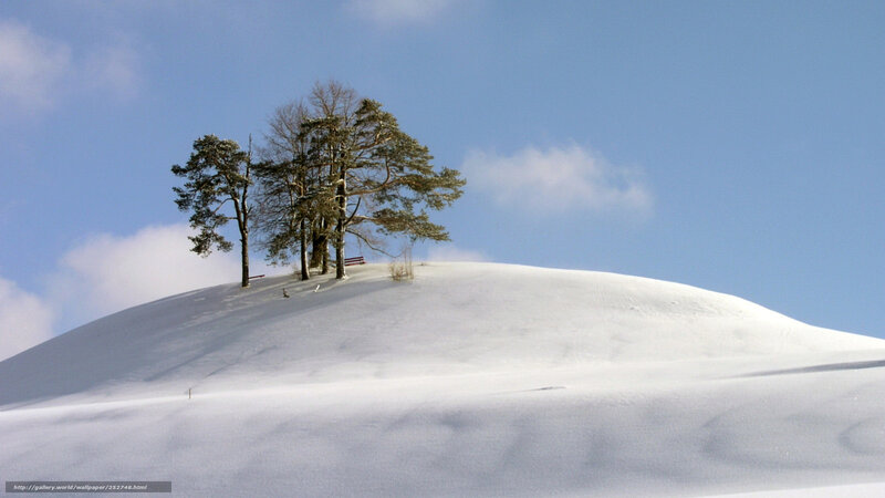 Snowy hill with trees