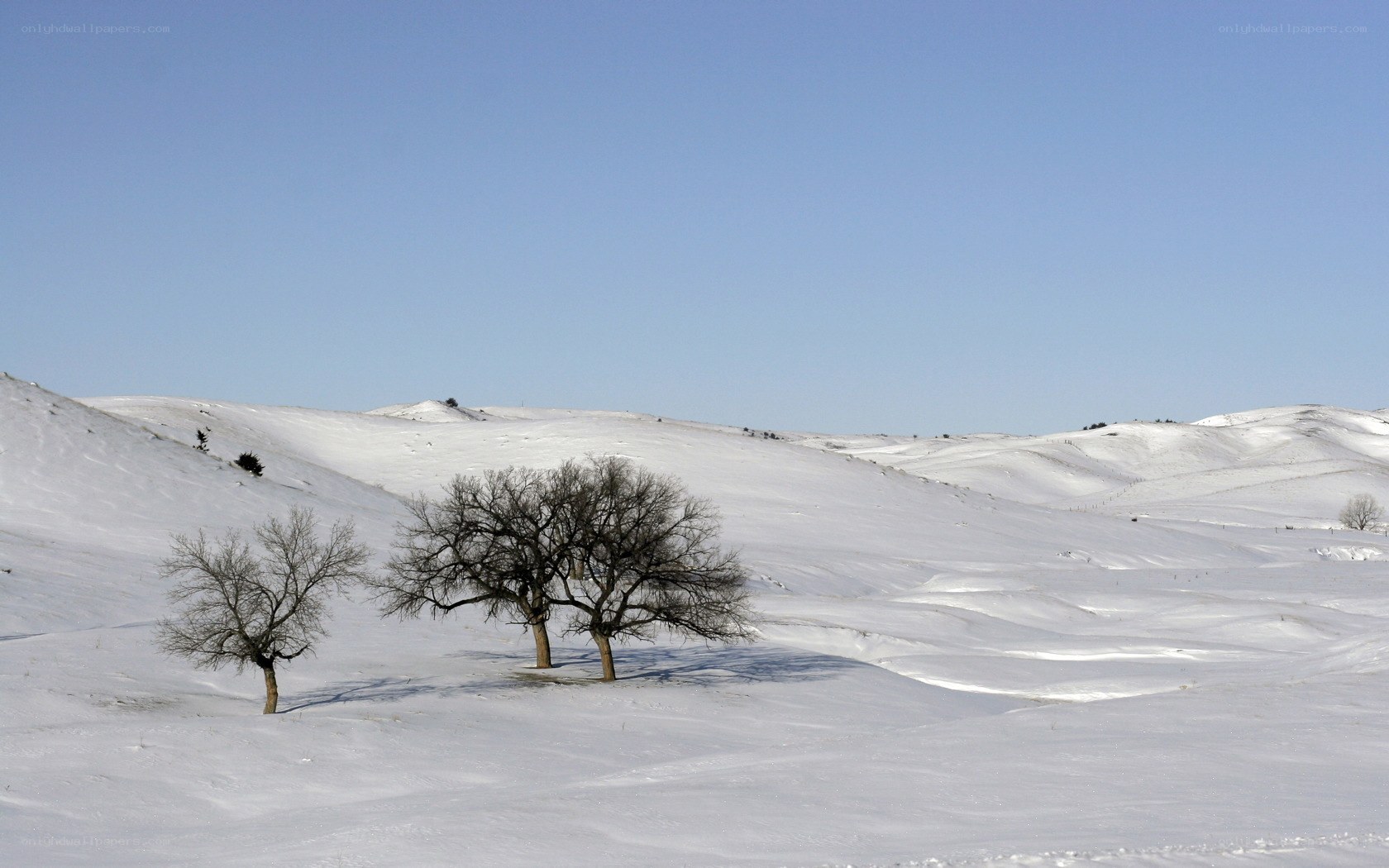 Snowy hills with bare trees
