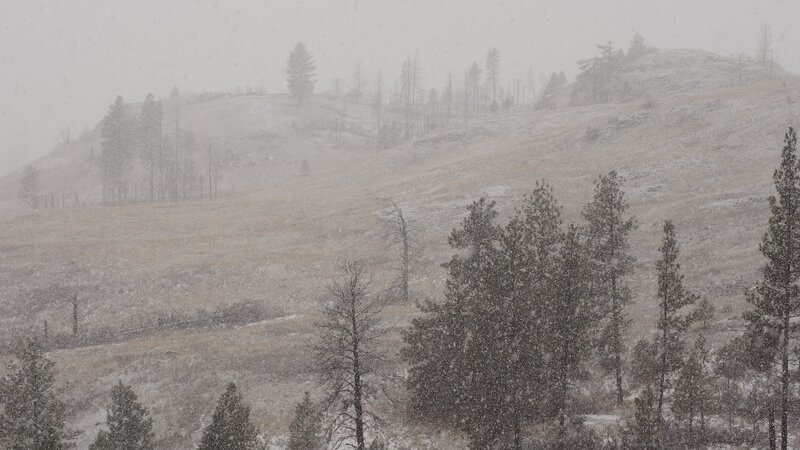 Snowy Hillside with Trees