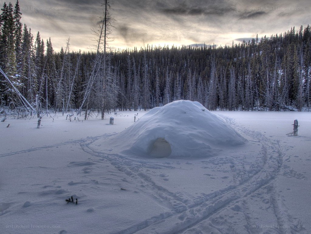 Snowy igloo in forest