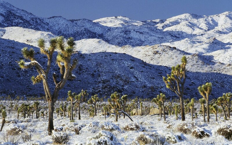 Snowy Joshua Tree forest