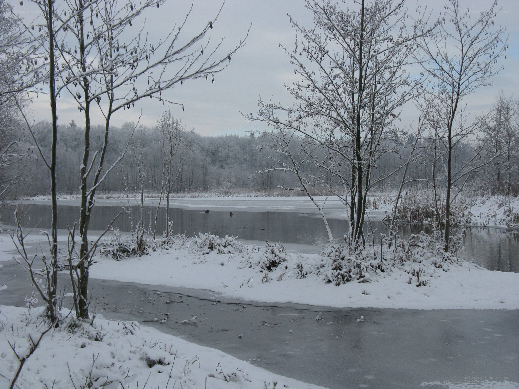 Snowy lake in winter