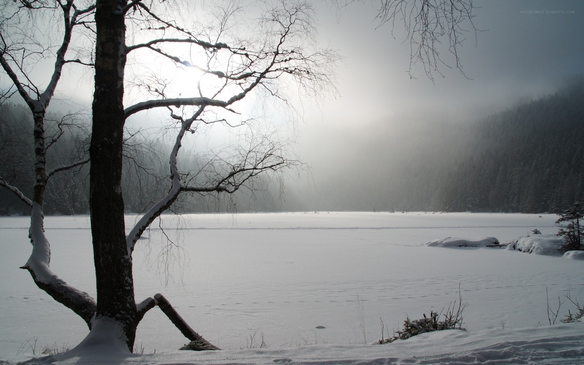 Snowy lake with bare tree