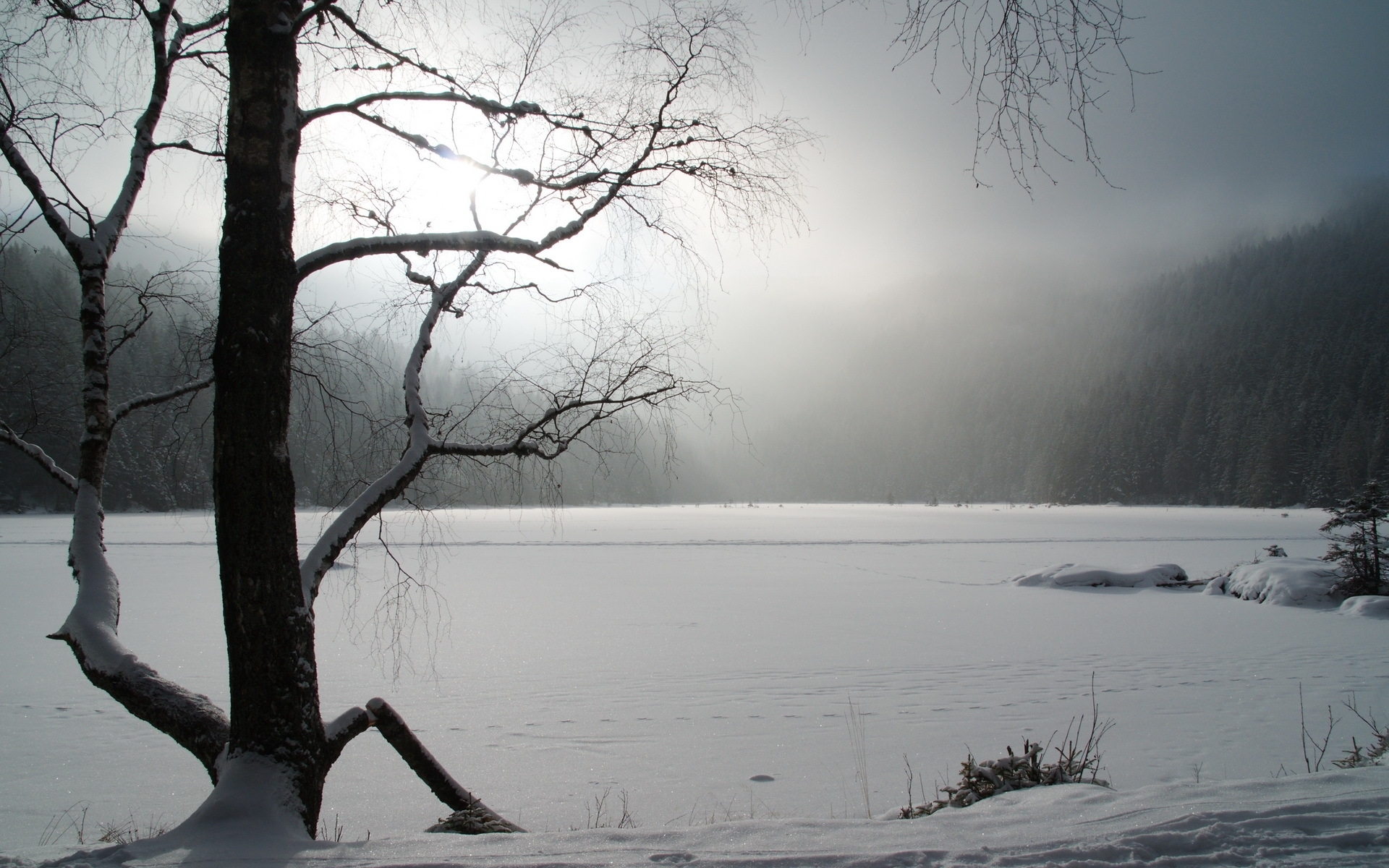 Snowy lake with bare tree