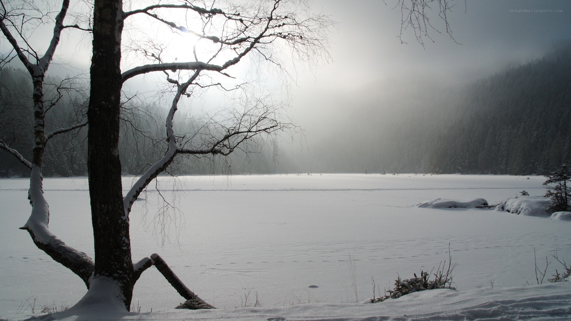 Snowy lake with bare tree