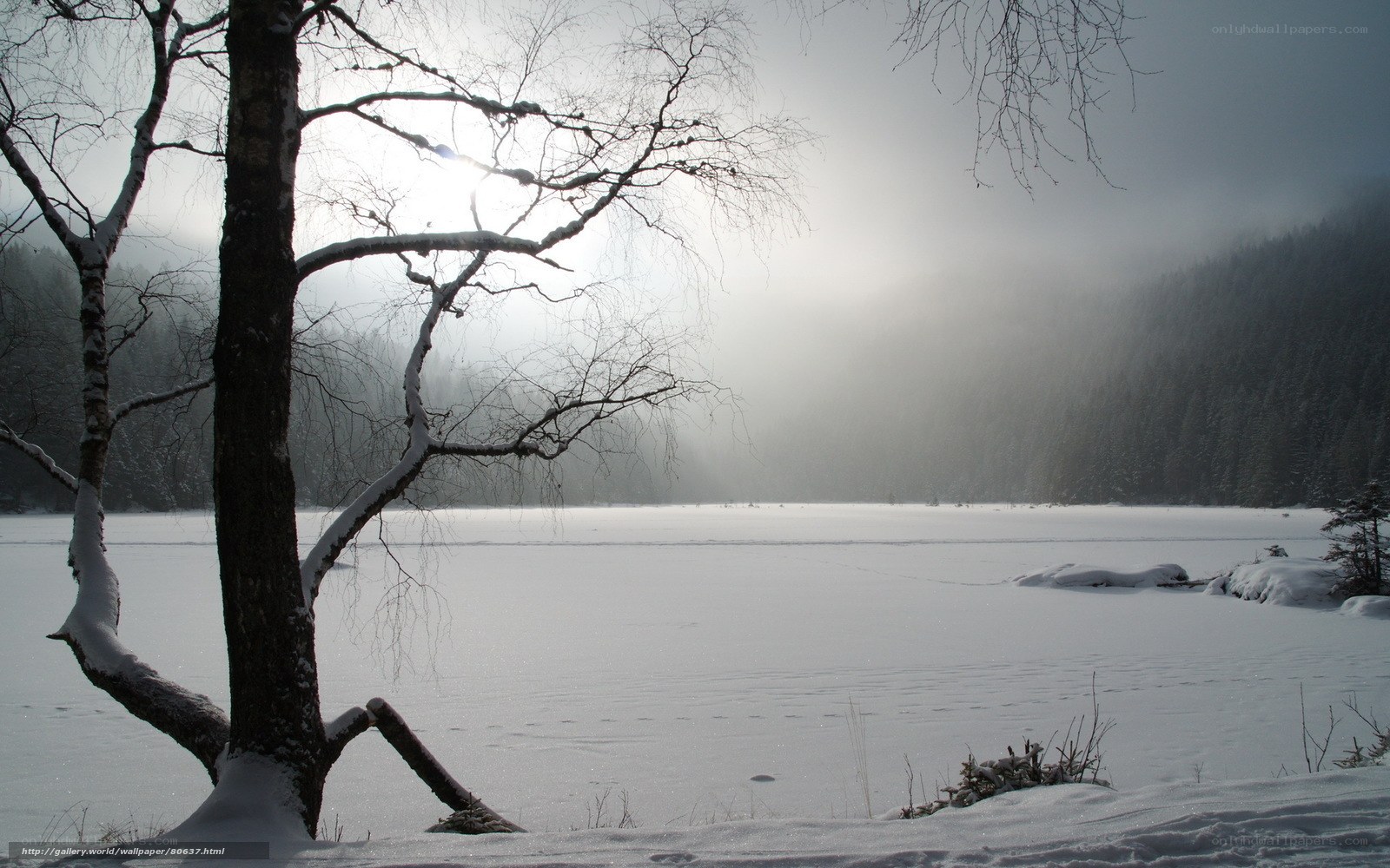 Snowy lake with bare tree