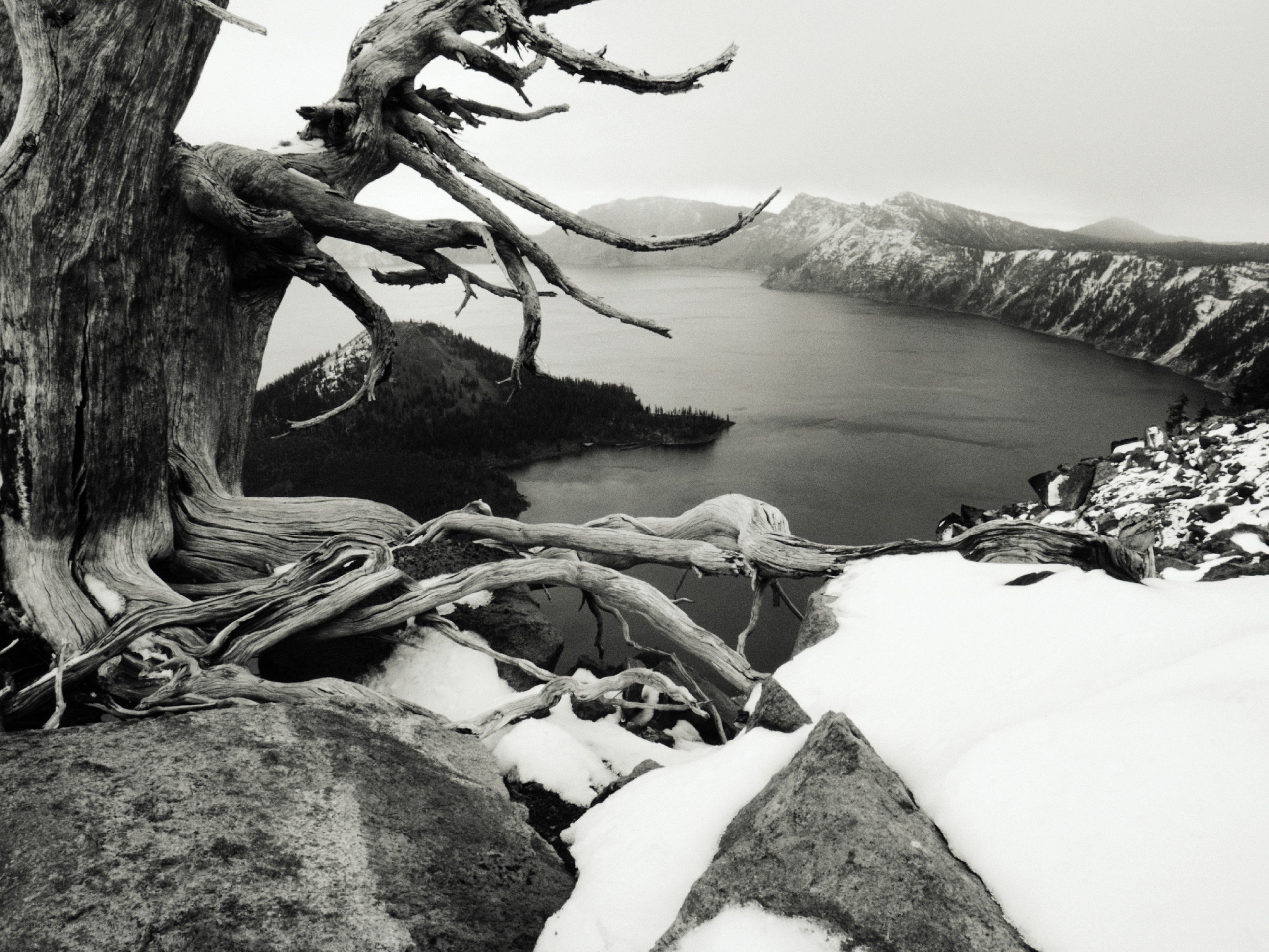 Snowy lake with dead tree