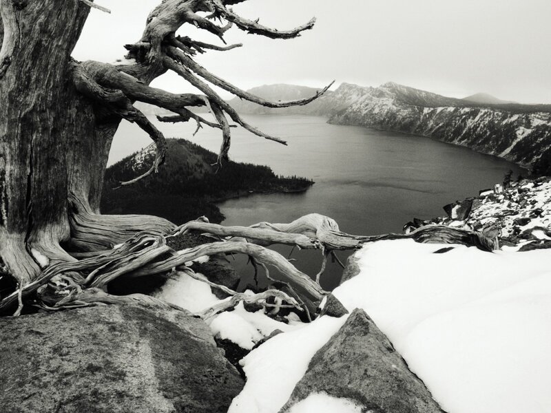 Snowy lake with dead tree