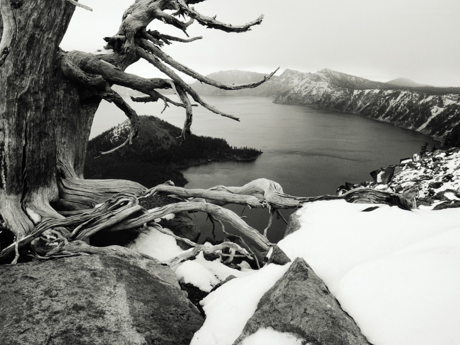 Snowy lake with dead tree