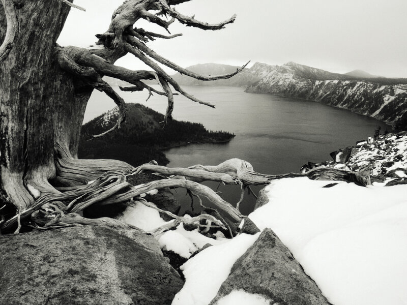 Snowy lake with dead tree