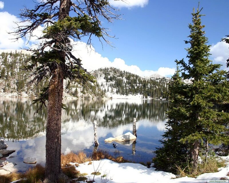 Snowy lake with pine trees