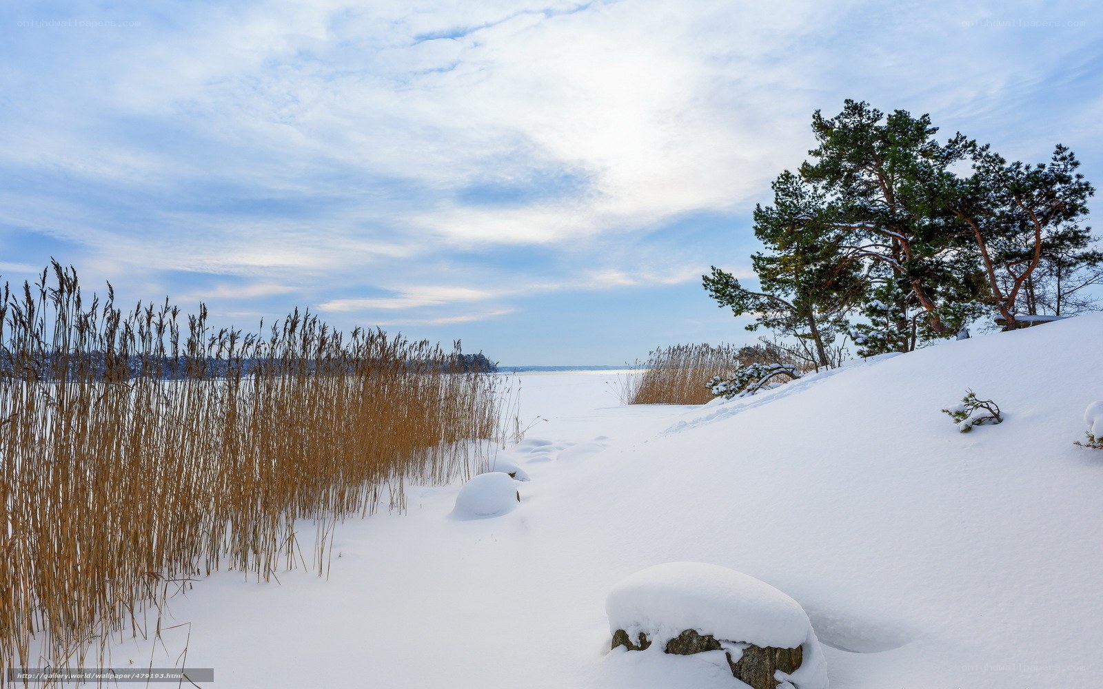 Snowy lake with reeds and pine