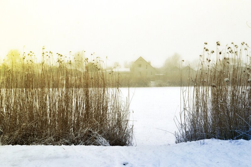 Snowy lake with reeds