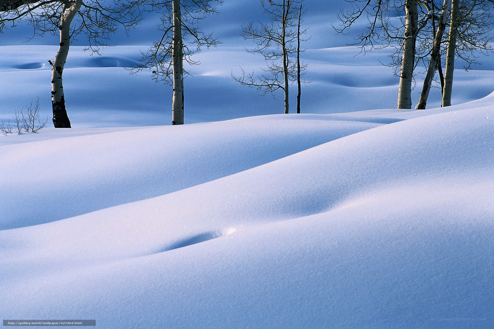 Snowy landscape with aspen trees