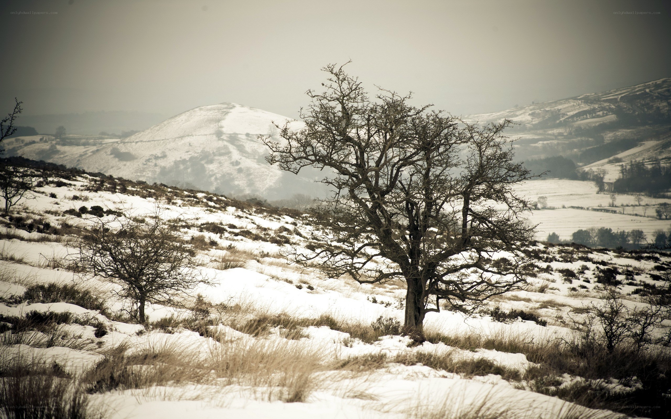 Snowy landscape with bare tree