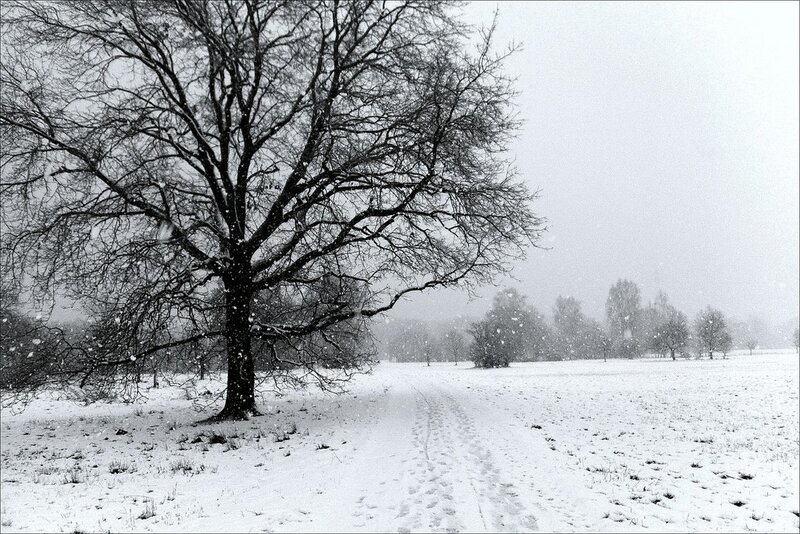 Snowy landscape with bare tree
