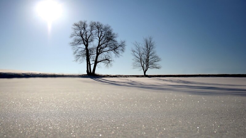 Snowy landscape with bare trees