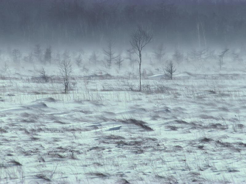 Snowy landscape with bare trees