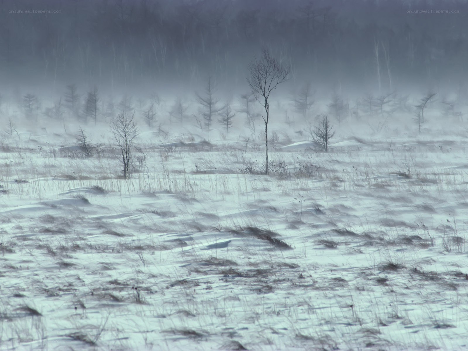 Snowy landscape with bare trees