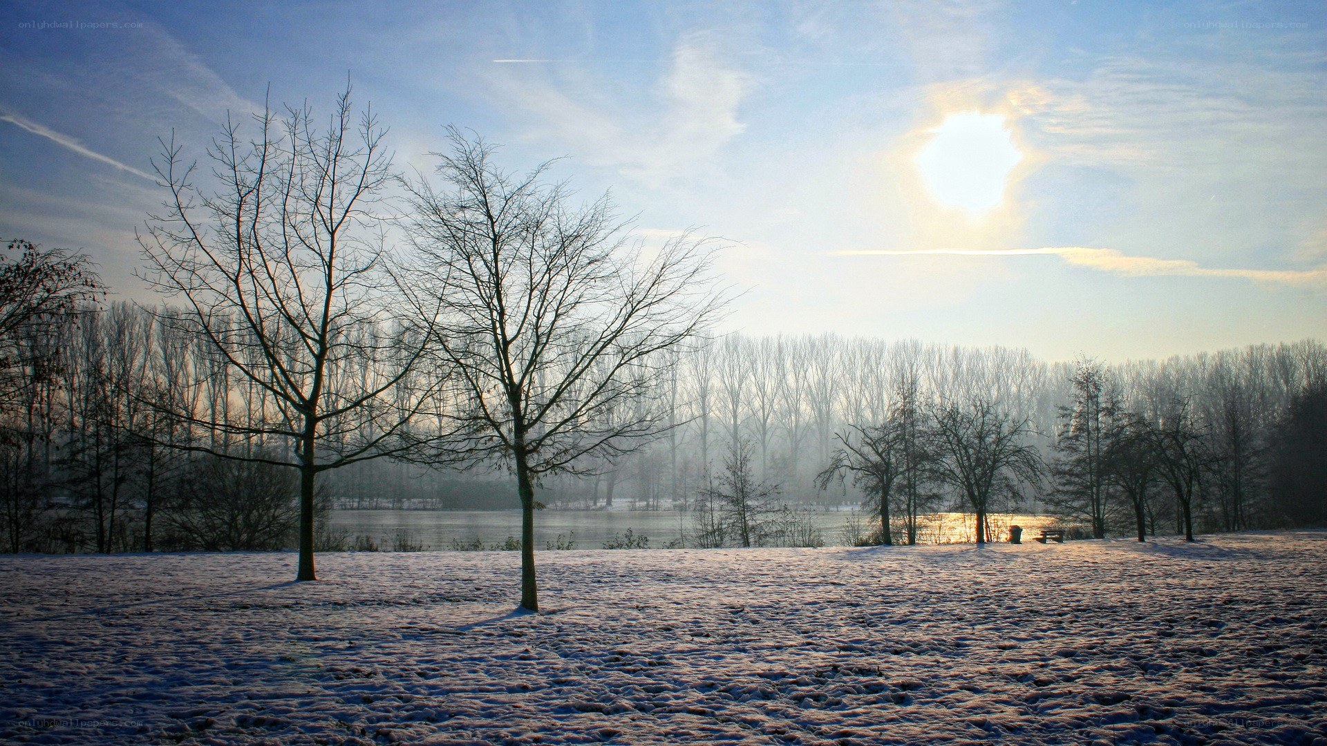 Snowy landscape with bare trees