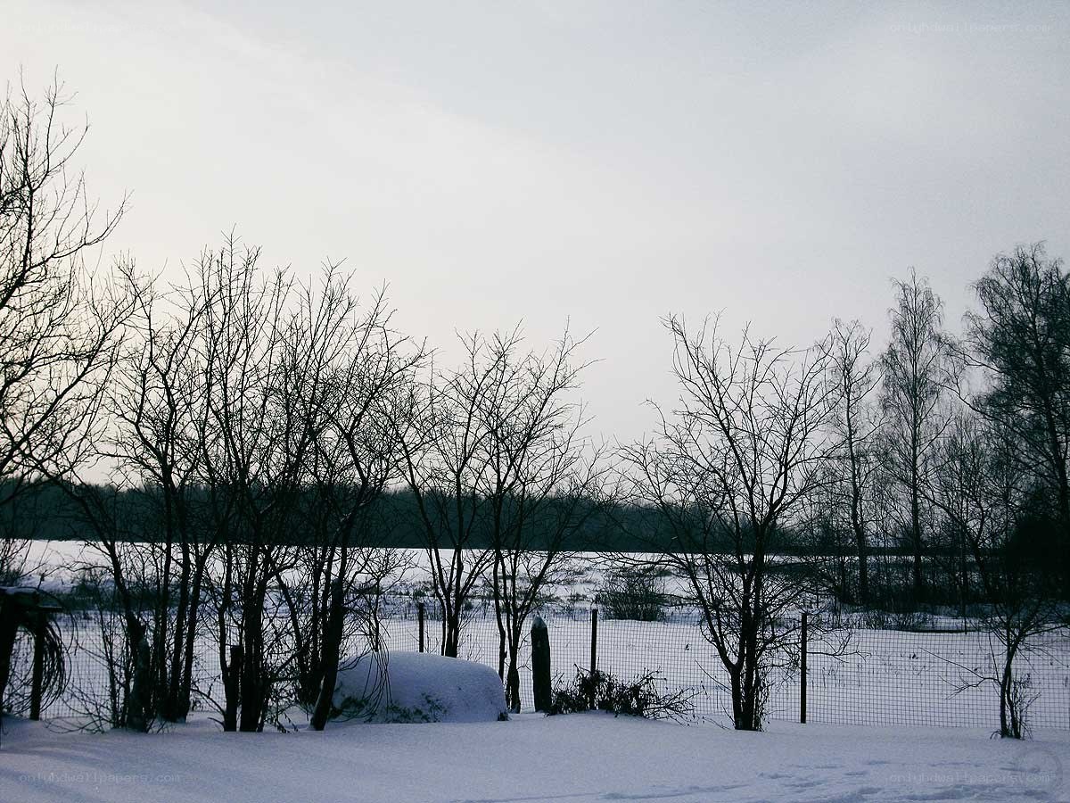 Snowy landscape with bare trees