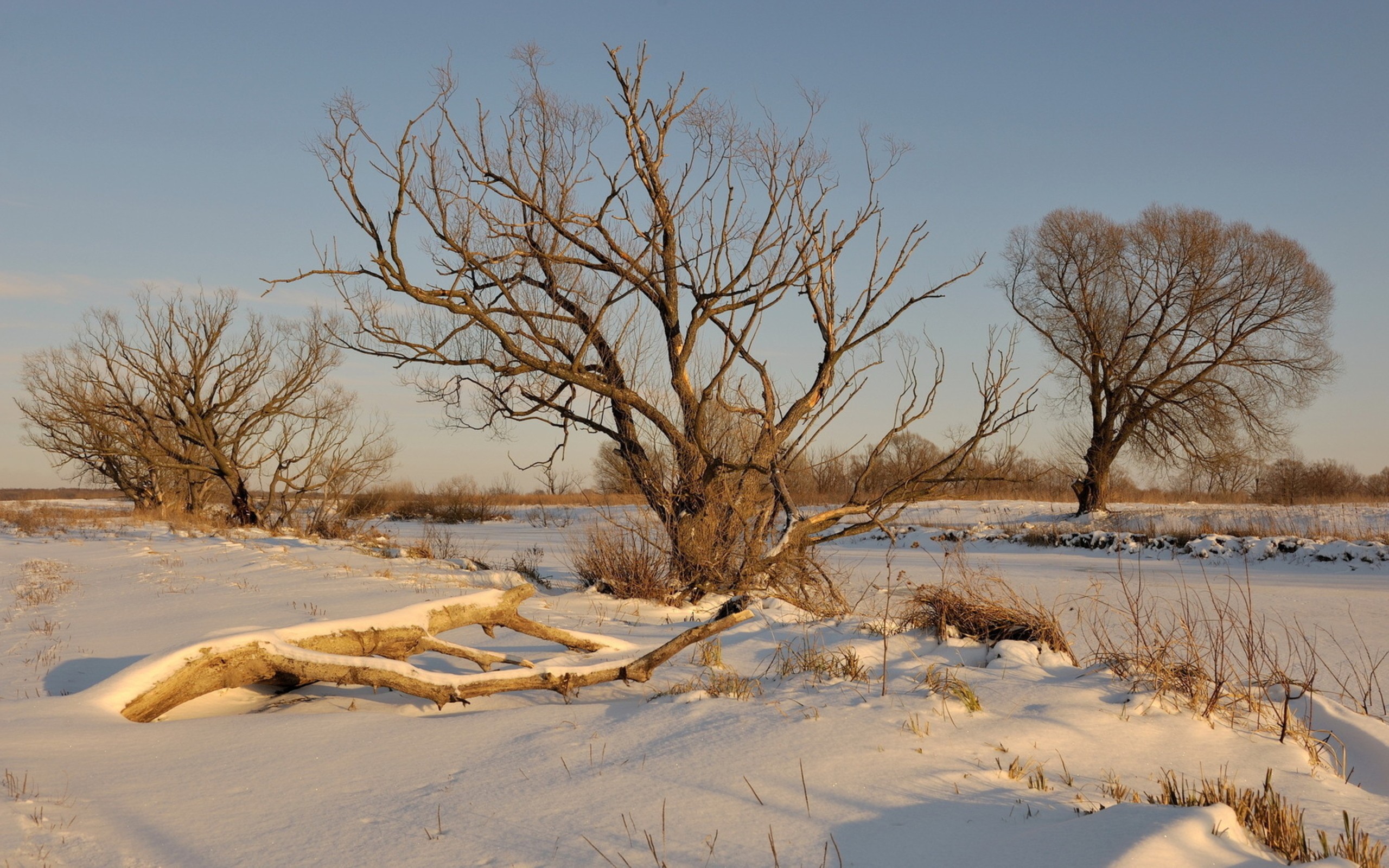 Snowy landscape with bare trees