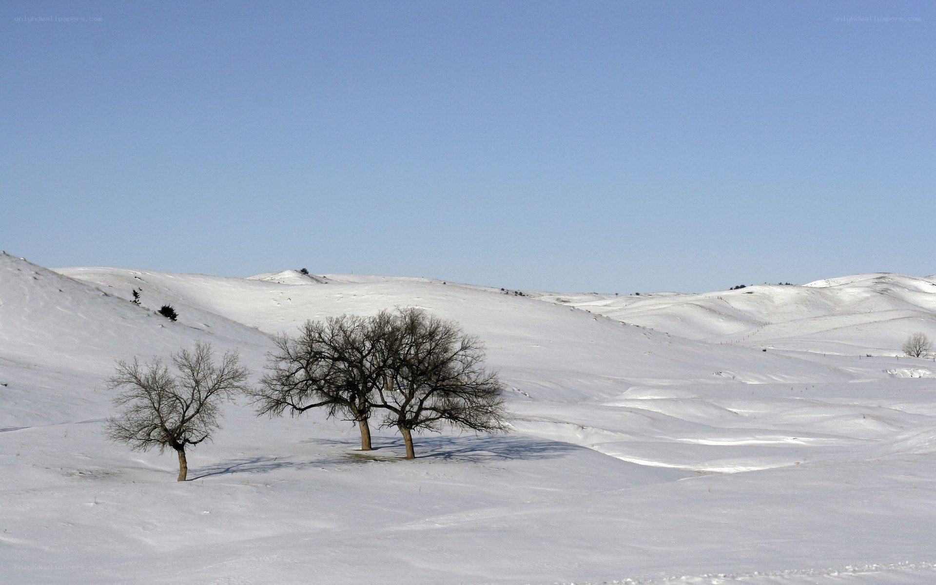 Snowy landscape with bare trees