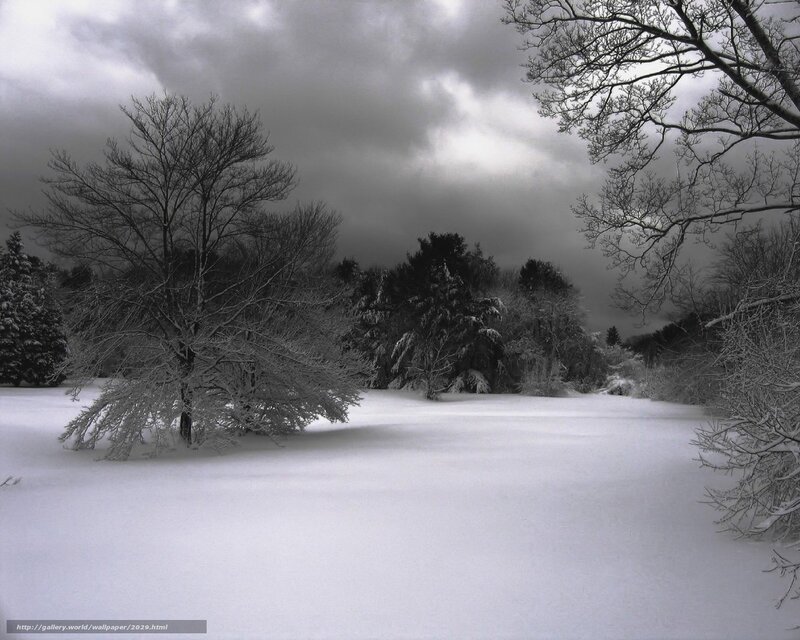 Snowy landscape with bare trees