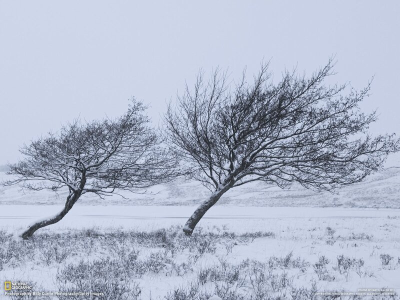 Snowy landscape with bent trees