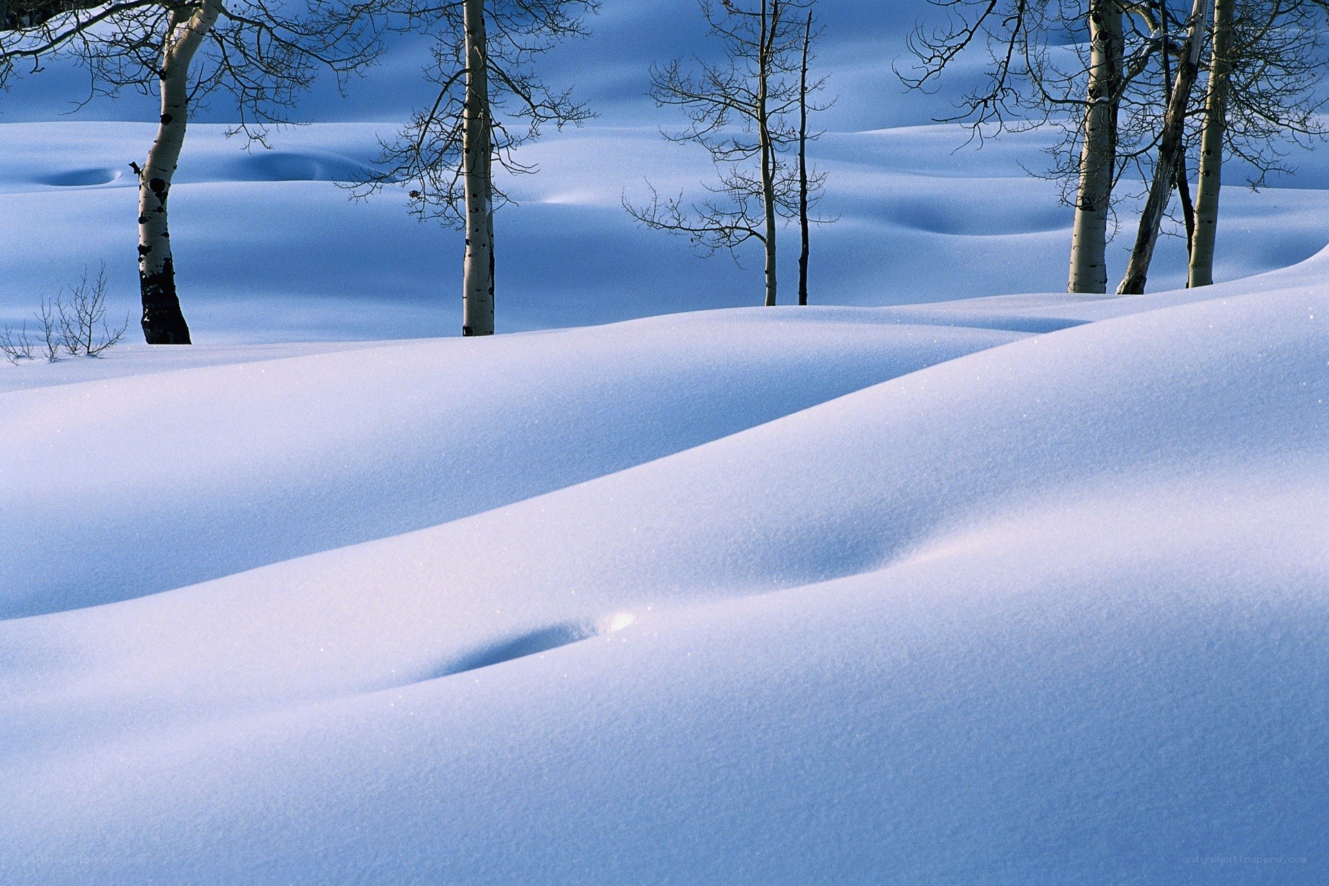 Snowy landscape with birch trees