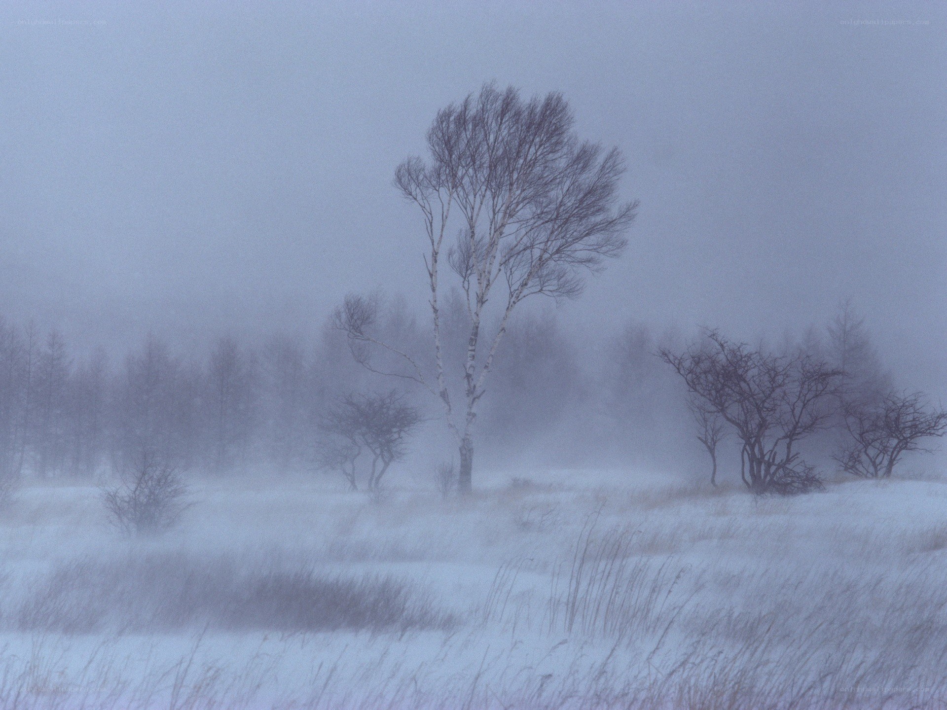 Snowy landscape with birch trees