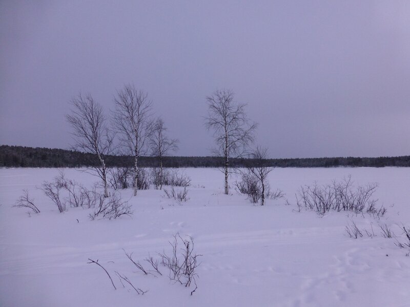 Snowy landscape with birch trees