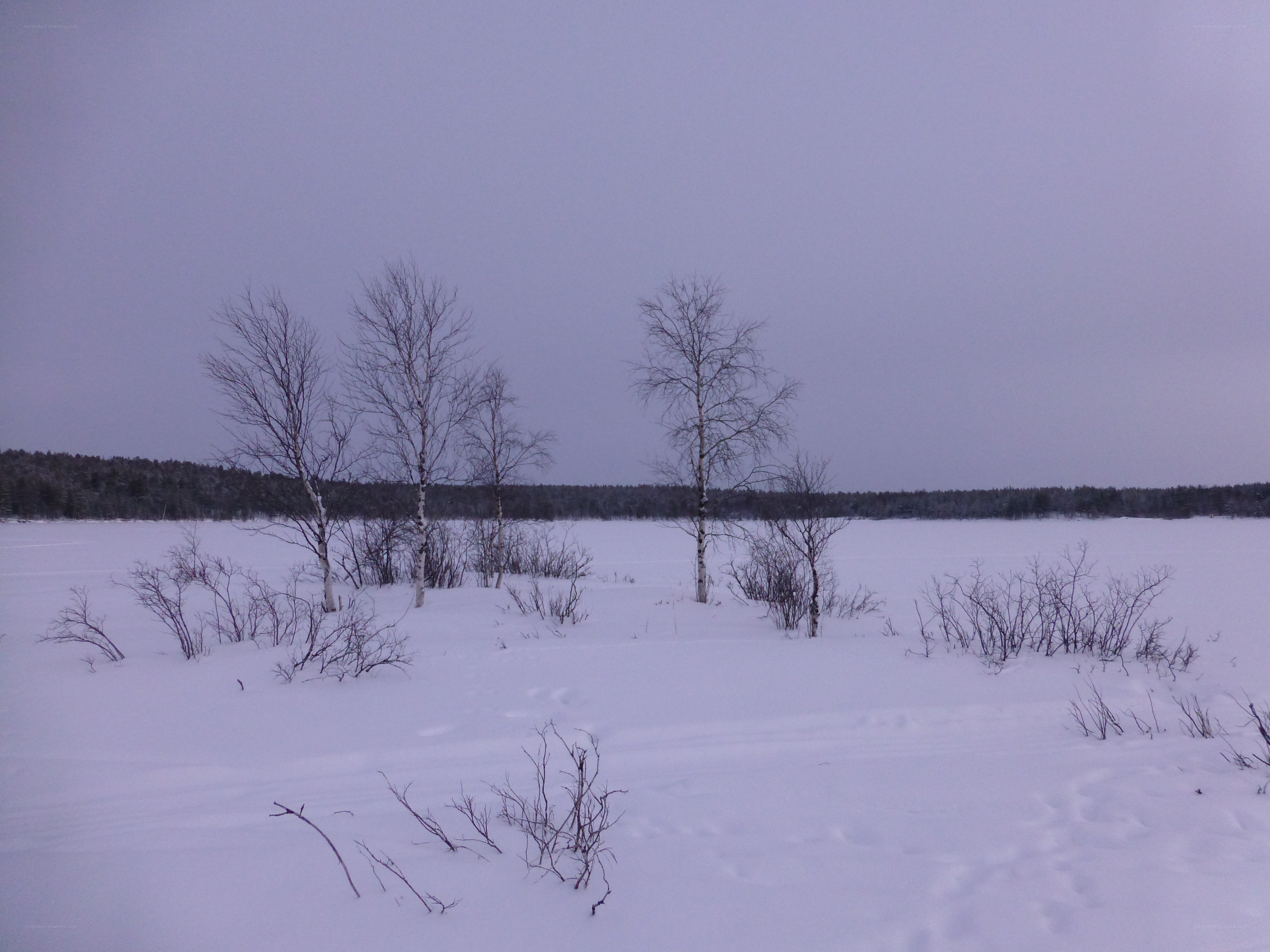 Snowy landscape with birch trees