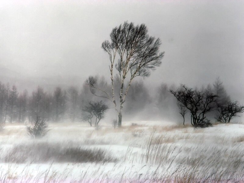Snowy landscape with birch trees