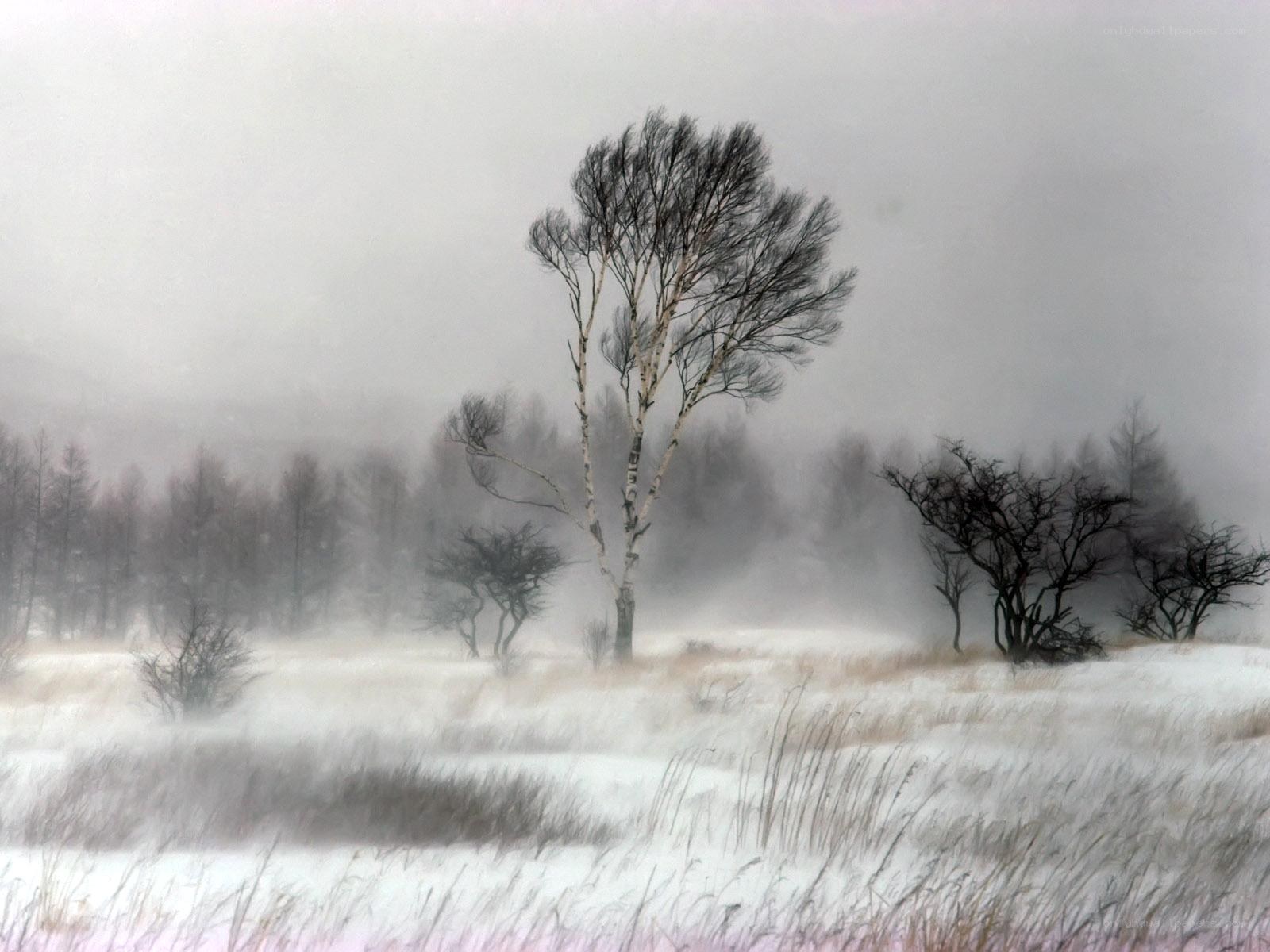 Snowy landscape with birch trees